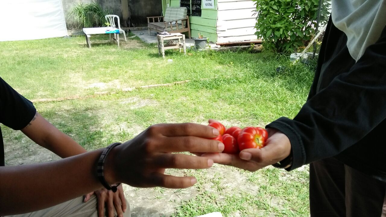 FGD di Sayuran Kita: Literasi Media, Sosiokultural, dan Pertanian