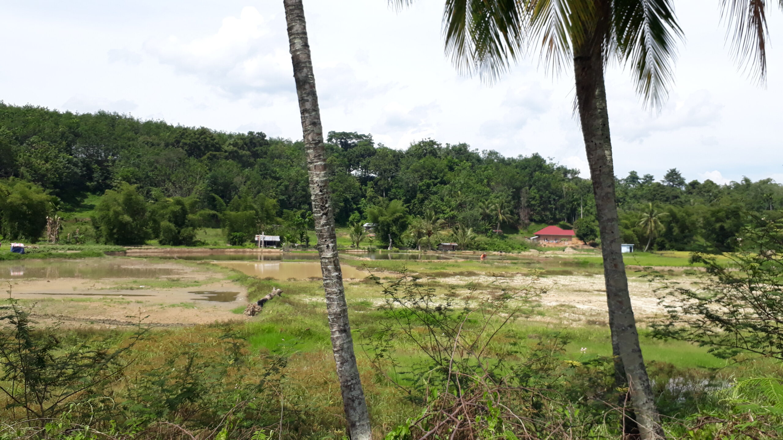 Main ka Sawah