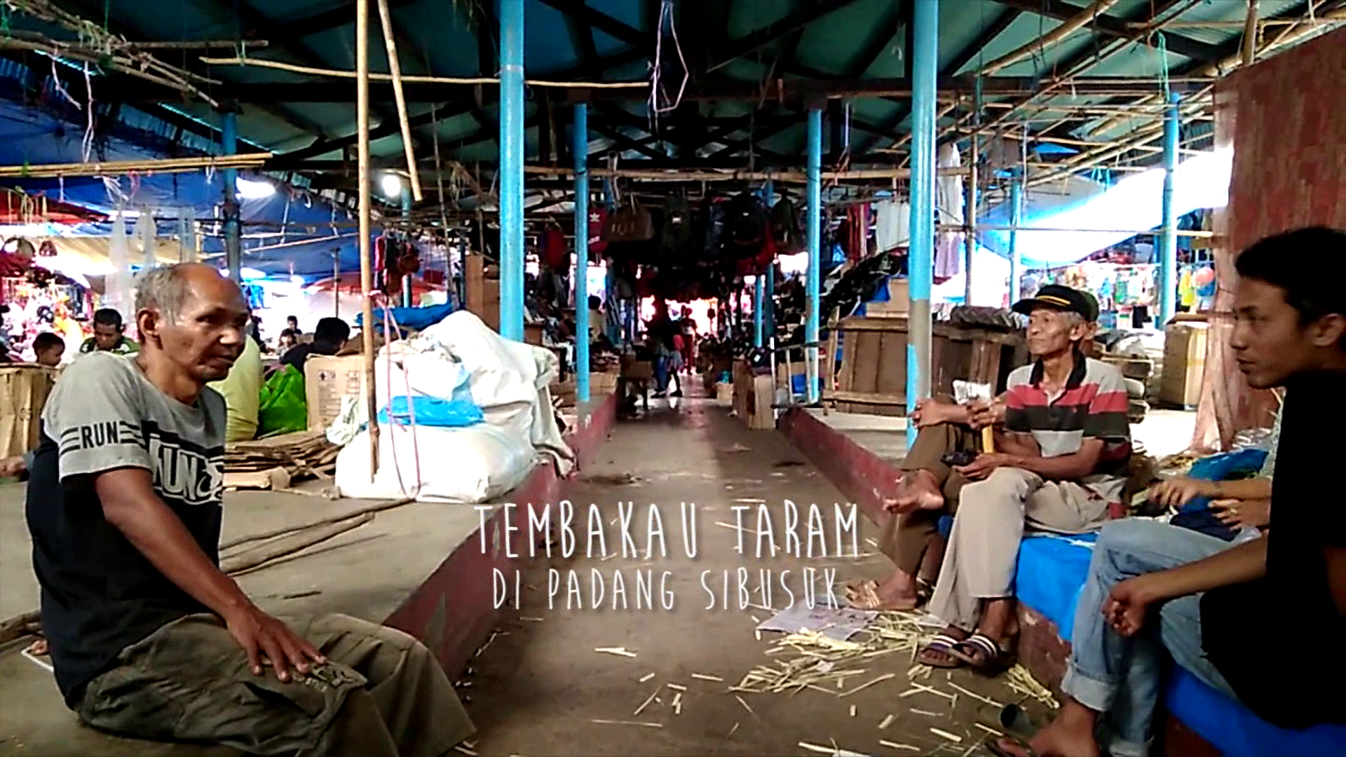 Tembakau Taram di Padang Sibusuk
