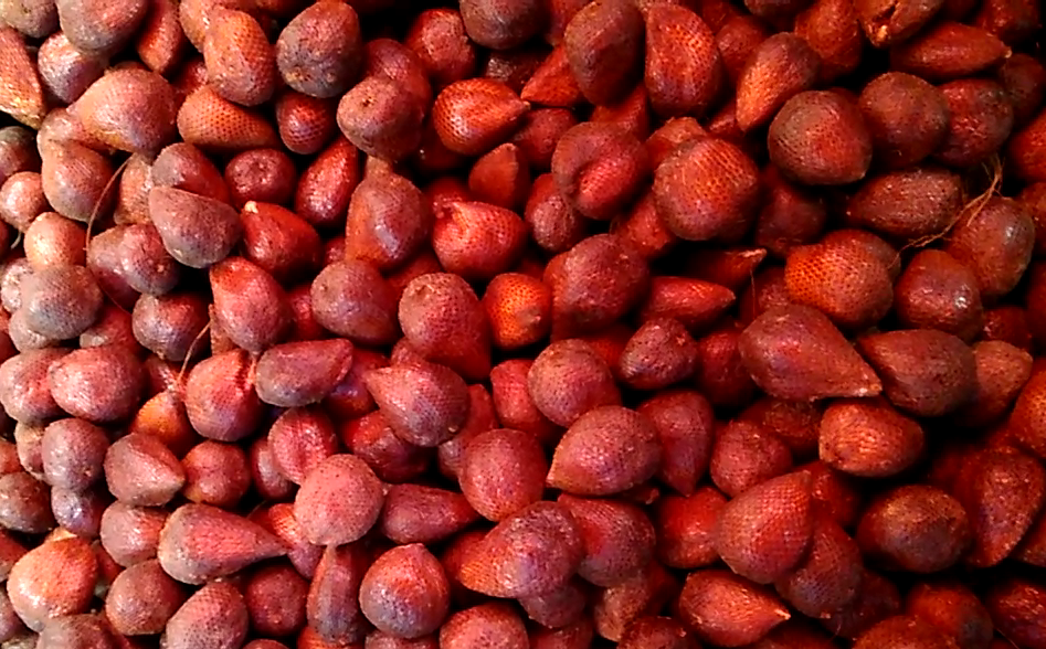 Salak Morebu