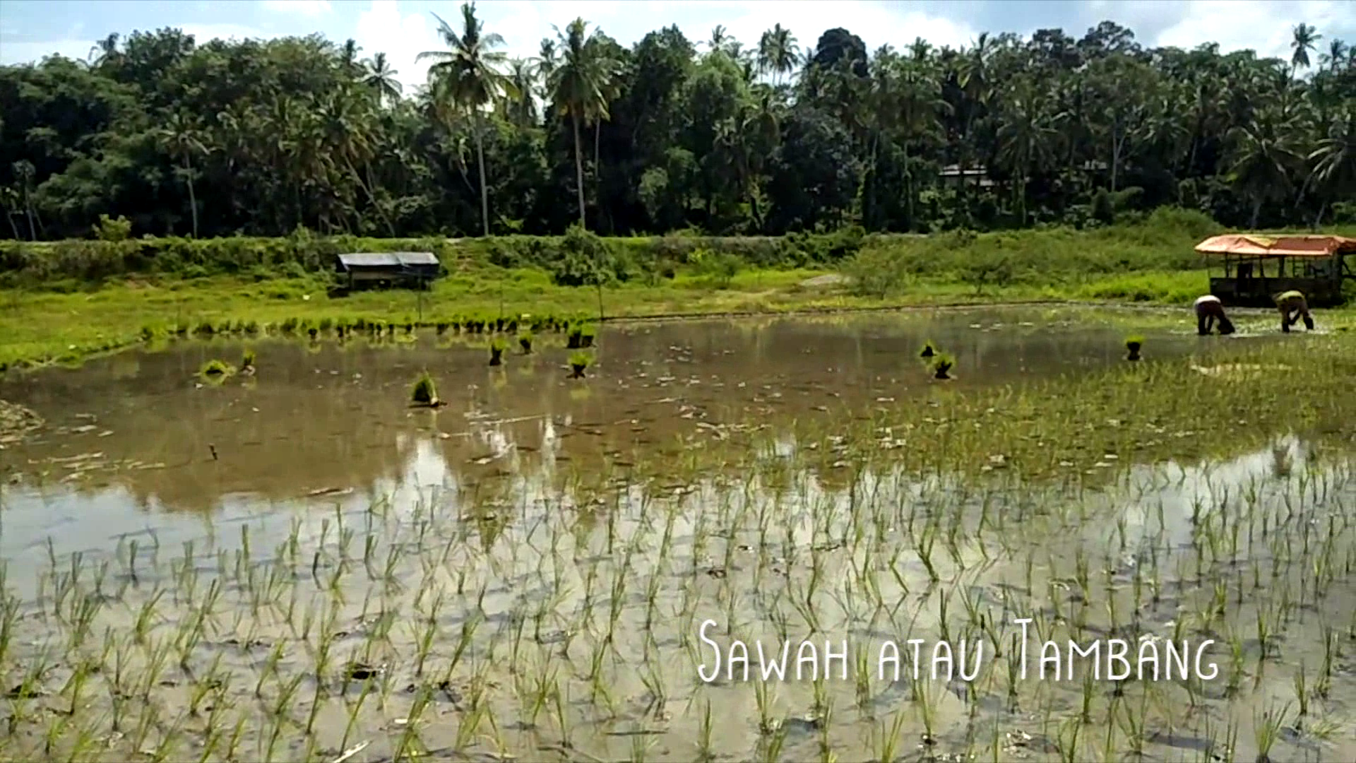 Sawah atau Tambang