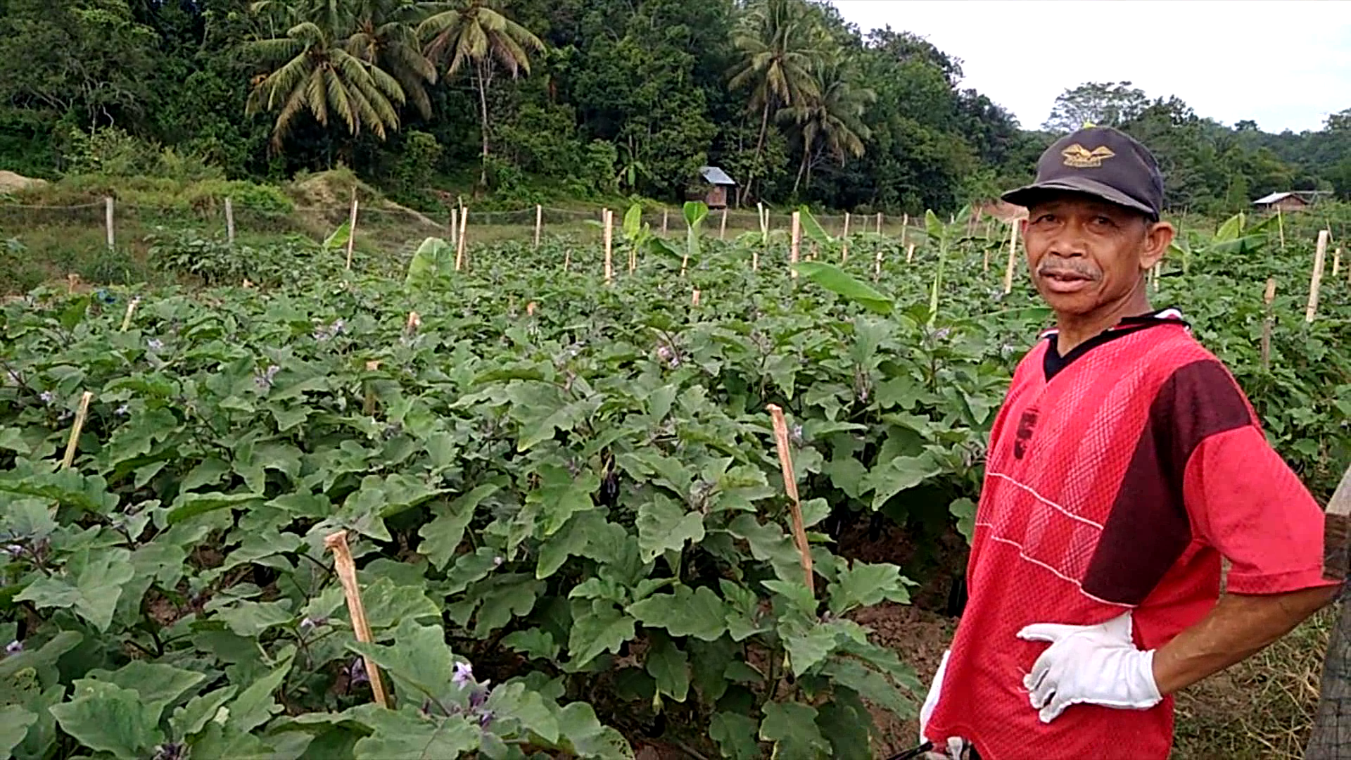 Kebun Terung Pak Sukri